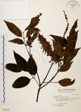 中文名:黃杞(S035232)學名:Engelhardtia roxburghiana Wall.(S035232)英文名:Common Engelhardtia, Yellow Basket willow