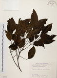 中文名:黃杞(S035511)學名:Engelhardtia roxburghiana Wall.(S035511)英文名:Common Engelhardtia, Yellow Basket willow