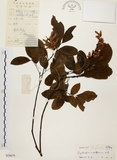 中文名:黃杞(S038679)學名:Engelhardtia roxburghiana Wall.(S038679)英文名:Common Engelhardtia, Yellow Basket willow