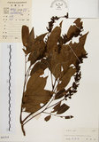 中文名:黃杞(S041514)學名:Engelhardtia roxburghiana Wall.(S041514)英文名:Common Engelhardtia, Yellow Basket willow