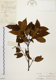 中文名:黃杞(S043633)學名:Engelhardtia roxburghiana Wall.(S043633)英文名:Common Engelhardtia, Yellow Basket willow