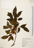 中文名:黃杞(S054707)學名:Engelhardtia roxburghiana Wall.(S054707)英文名:Common Engelhardtia, Yellow Basket willow