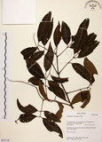 中文名:黃杞(S063119)學名:Engelhardtia roxburghiana Wall.(S063119)英文名:Common Engelhardtia, Yellow Basket willow