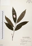 中文名:黃杞(S064151)學名:Engelhardtia roxburghiana Wall.(S064151)英文名:Common Engelhardtia, Yellow Basket willow