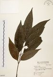 中文名:黃杞(S064183)學名:Engelhardtia roxburghiana Wall.(S064183)英文名:Common Engelhardtia, Yellow Basket willow