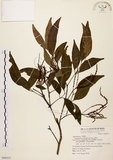 中文名:黃杞(S069337)學名:Engelhardtia roxburghiana Wall.(S069337)英文名:Common Engelhardtia, Yellow Basket willow