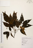 中文名:黃杞(S076517)學名:Engelhardtia roxburghiana Wall.(S076517)英文名:Common Engelhardtia, Yellow Basket willow