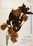 中文名:黃杞(S077147)學名:Engelhardtia roxburghiana Wall.(S077147)英文名:Common Engelhardtia, Yellow Basket willow