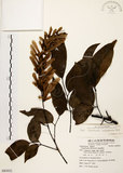 中文名:黃杞(S083032)學名:Engelhardtia roxburghiana Wall.(S083032)英文名:Common Engelhardtia, Yellow Basket willow