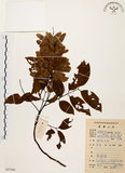 中文名:黃杞(S087048)學名:Engelhardtia roxburghiana Wall.(S087048)英文名:Common Engelhardtia, Yellow Basket willow
