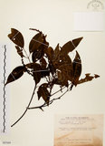 中文名:黃杞(S087689)學名:Engelhardtia roxburghiana Wall.(S087689)英文名:Common Engelhardtia, Yellow Basket willow