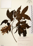 中文名:黃杞(S090225)學名:Engelhardtia roxburghiana Wall.(S090225)英文名:Common Engelhardtia, Yellow Basket willow