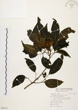 中文名:黃杞(S094412)學名:Engelhardtia roxburghiana Wall.(S094412)英文名:Common Engelhardtia, Yellow Basket willow