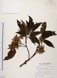 中文名:黃杞(S097324)學名:Engelhardtia roxburghiana Wall.(S097324)英文名:Common Engelhardtia, Yellow Basket willow