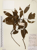 中文名:黃杞(S101558)學名:Engelhardtia roxburghiana Wall.(S101558)英文名:Common Engelhardtia, Yellow Basket willow