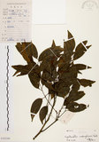 中文名:黃杞(S102284)學名:Engelhardtia roxburghiana Wall.(S102284)英文名:Common Engelhardtia, Yellow Basket willow