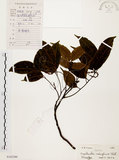 中文名:黃杞(S102380)學名:Engelhardtia roxburghiana Wall.(S102380)英文名:Common Engelhardtia, Yellow Basket willow