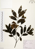 中文名:黃杞(S103700)學名:Engelhardtia roxburghiana Wall.(S103700)英文名:Common Engelhardtia, Yellow Basket willow