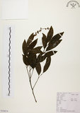 中文名:黃杞(S104074)學名:Engelhardtia roxburghiana Wall.(S104074)英文名:Common Engelhardtia, Yellow Basket willow