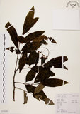 中文名:黃杞(S104462)學名:Engelhardtia roxburghiana Wall.(S104462)英文名:Common Engelhardtia, Yellow Basket willow