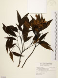 中文名:黃杞(S106468)學名:Engelhardtia roxburghiana Wall.(S106468)英文名:Common Engelhardtia, Yellow Basket willow