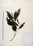 中文名:黃杞(S111525)學名:Engelhardtia roxburghiana Wall.(S111525)英文名:Common Engelhardtia, Yellow Basket willow