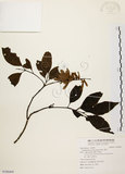 中文名:黃杞(S127982)學名:Engelhardtia roxburghiana Wall.(S127982)英文名:Common Engelhardtia, Yellow Basket willow