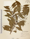 中文名:台灣肉桂(S000196)學名:Cinnamomum insularimontanum Hayata(S000196)英文名:Mountain Cinnamon Tree