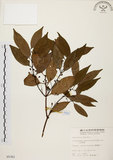中文名:台灣肉桂(S005361)學名:Cinnamomum insularimontanum Hayata(S005361)英文名:Mountain Cinnamon Tree