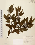 中文名:台灣肉桂(S005636)學名:Cinnamomum insularimontanum Hayata(S005636)英文名:Mountain Cinnamon Tree