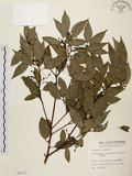 中文名:台灣肉桂(S008112)學名:Cinnamomum insularimontanum Hayata(S008112)英文名:Mountain Cinnamon Tree