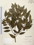 中文名:台灣肉桂(S008113)學名:Cinnamomum insularimontanum Hayata(S008113)英文名:Mountain Cinnamon Tree