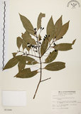 中文名:台灣肉桂(S011686)學名:Cinnamomum insularimontanum Hayata(S011686)英文名:Mountain Cinnamon Tree