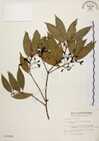 中文名:台灣肉桂(S011688)學名:Cinnamomum insularimontanum Hayata(S011688)英文名:Mountain Cinnamon Tree