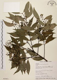 中文名:台灣肉桂(S015471)學名:Cinnamomum insularimontanum Hayata(S015471)英文名:Mountain Cinnamon Tree