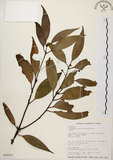 中文名:台灣肉桂(S016217)學名:Cinnamomum insularimontanum Hayata(S016217)英文名:Mountain Cinnamon Tree