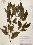 中文名:台灣肉桂(S018268)學名:Cinnamomum insularimontanum Hayata(S018268)英文名:Mountain Cinnamon Tree