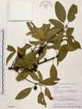 中文名:台灣肉桂(S018414)學名:Cinnamomum insularimontanum Hayata(S018414)英文名:Mountain Cinnamon Tree