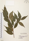 中文名:台灣肉桂(S021739)學名:Cinnamomum insularimontanum Hayata(S021739)英文名:Mountain Cinnamon Tree