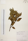 中文名:台灣肉桂(S030614)學名:Cinnamomum insularimontanum Hayata(S030614)英文名:Mountain Cinnamon Tree