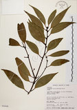 中文名:台灣肉桂(S034168)學名:Cinnamomum insularimontanum Hayata(S034168)英文名:Mountain Cinnamon Tree