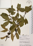 中文名:台灣肉桂(S034266)學名:Cinnamomum insularimontanum Hayata(S034266)英文名:Mountain Cinnamon Tree