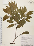 中文名:台灣肉桂(S034272)學名:Cinnamomum insularimontanum Hayata(S034272)英文名:Mountain Cinnamon Tree