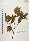 中文名:台灣肉桂(S034323)學名:Cinnamomum insularimontanum Hayata(S034323)英文名:Mountain Cinnamon Tree
