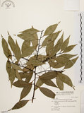 中文名:台灣肉桂(S046513)學名:Cinnamomum insularimontanum Hayata(S046513)英文名:Mountain Cinnamon Tree