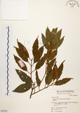 中文名:台灣肉桂(S063903)學名:Cinnamomum insularimontanum Hayata(S063903)英文名:Mountain Cinnamon Tree
