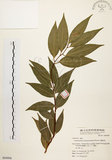 中文名:台灣肉桂(S064006)學名:Cinnamomum insularimontanum Hayata(S064006)英文名:Mountain Cinnamon Tree