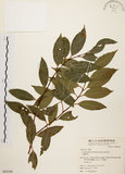 中文名:台灣肉桂(S064368)學名:Cinnamomum insularimontanum Hayata(S064368)英文名:Mountain Cinnamon Tree