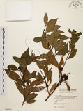 中文名:台灣肉桂(S068915)學名:Cinnamomum insularimontanum Hayata(S068915)英文名:Mountain Cinnamon Tree