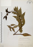 中文名:台灣肉桂(S071622)學名:Cinnamomum insularimontanum Hayata(S071622)英文名:Mountain Cinnamon Tree